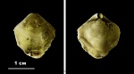 Брахиопода Athyris concentrica