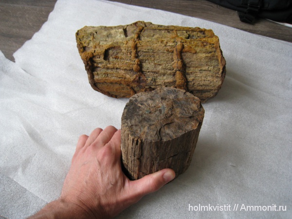 Archaeopteris