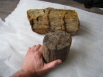 Archaeopteris из верхнего девона Донбасса.