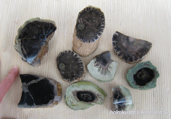 Archaeopteris