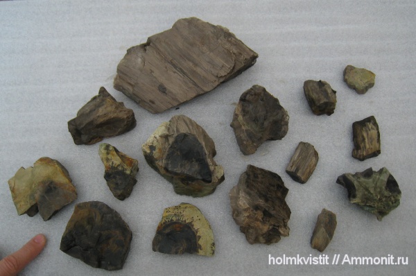 Archaeopteris