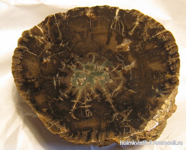 Archaeopteris