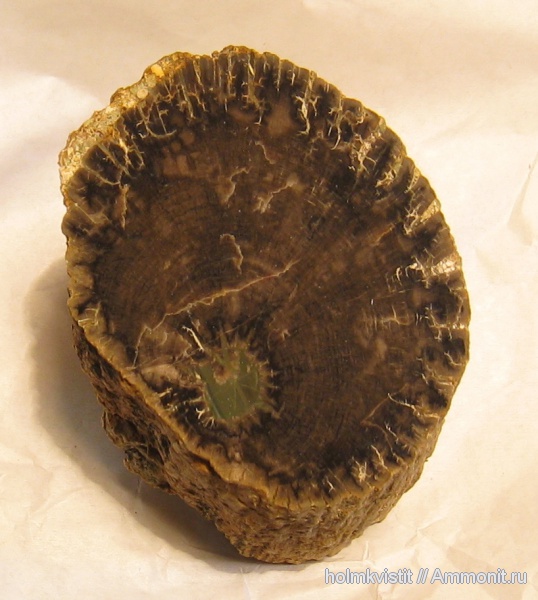 Archaeopteris