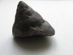 Брюхоногий моллюск. PLEUROTOMARIA