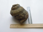 Брюхоногий моллюск. PLEUROTOMARIA
