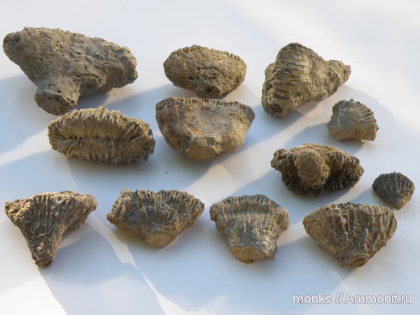 юра, кораллы, Крым, Rhipidogyra, Судак, Scleractinia, Jurassic