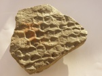 Ихнофоссилия. Paleodictyon