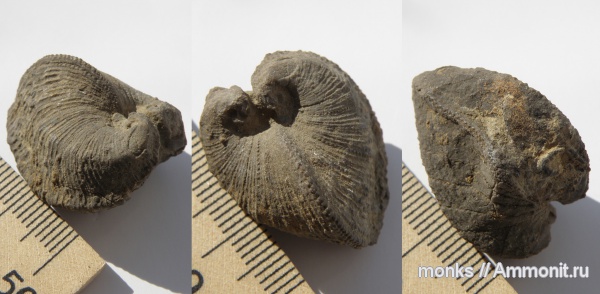 юра, двустворчатые моллюски, Крым, Судак, Jurassic