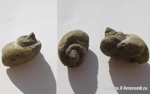 гастроподы, юра, Крым, Судак, Jurassic