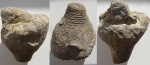 Чашечка морской лилии Apiocrinus или Lilocrinus.
