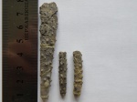 Иглы морских ежей Rhabdocidaris ct. tuberosa