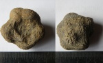 Колониальная губка Stellispongia sp. Колониальная губка Stellispongia sp.