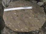 Коралловая колония Stylosmilia sp. 1.