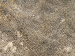 Коралловая колония Stylosmilia sp. 2.