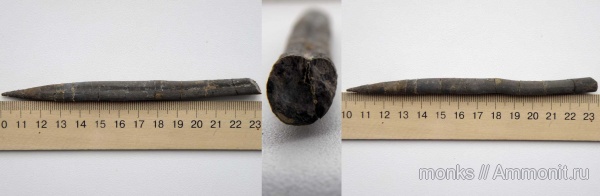 белемниты, юра, головоногие моллюски, Судак, Hibolithes semisulcatus, Jurassic, belemnites