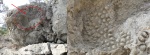 Коралл, семейство Stylinidae.