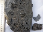 Коралл, срез колонии Aplosmilia sp.