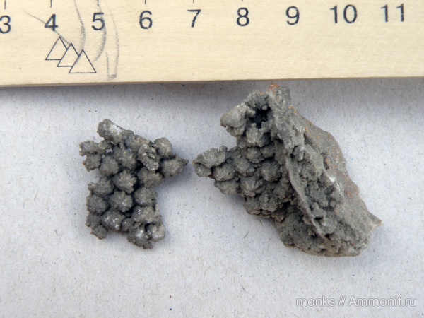 юра, кораллы, Stylina, Scleractinia, Новый Свет, Jurassic