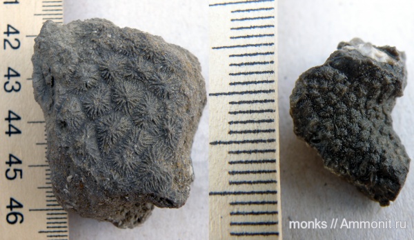 юра, кораллы, Scleractinia, Новый Свет, Isastraea propinqua, Jurassic