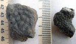 Коралл Isastraea propinqua (с вывернутой стороны)