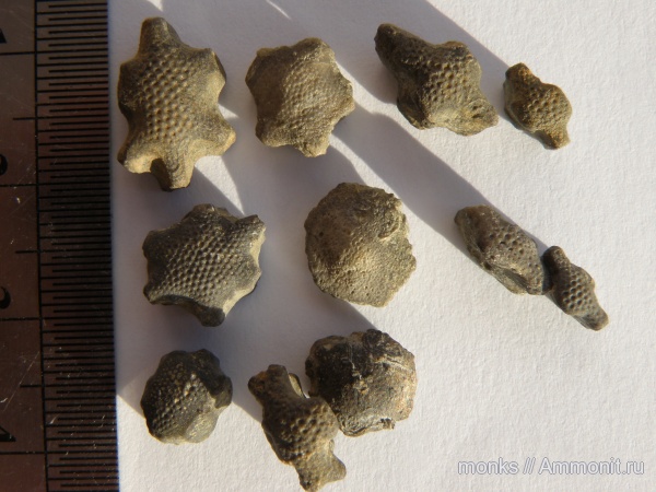 иглокожие, юра, морские звезды, Судак, Asteroidea, Jurassic