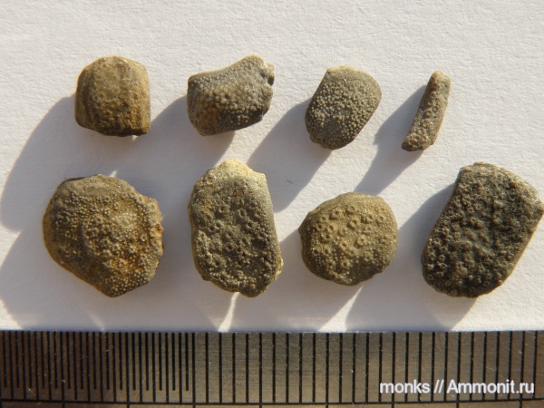 иглокожие, юра, морские звезды, Крым, Судак, Asteroidea, Jurassic