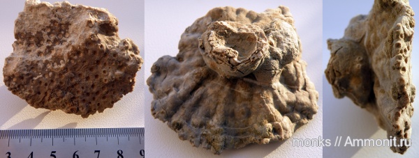 юра, кораллы, Крым, Scleractinia, Jurassic