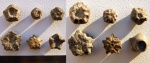 Морская лилия.