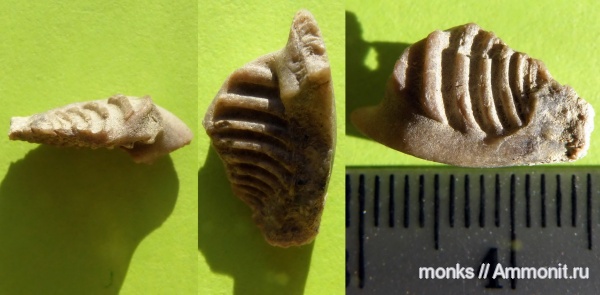 моллюски, юра, Крым, Судак, Jurassic