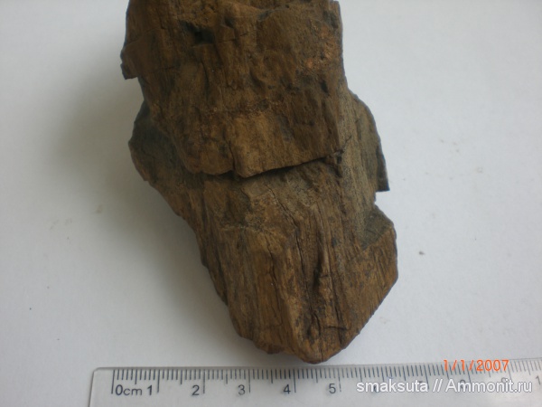 окаменелости, Fossils