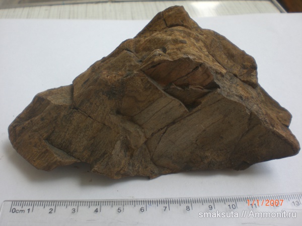 окаменелости, Fossils