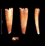 Siroccopteryx (Coloborhynchus) moroccensis