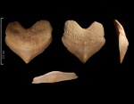 Squalicorax pristodontis