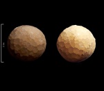 Echinosphaerites aurantium