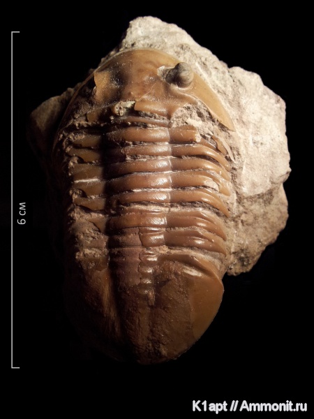 трилобиты, ордовик, Asaphus, Asaphus lepidurus, Ordovician
