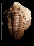 Asaphus lepidurus