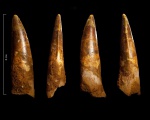 Зуб Spinosaurus aegyptiacus Stromer, 1915
