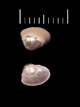 Жемчужинка. Сardiidae