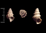 Cirsocerithium subspinosum (Deshayes, 1842)