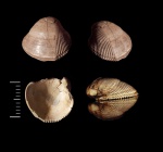 Protocardia (Cardium) cf. concinnum (Buch)