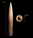 Белемнит №1. Подсемейство Oxyteythinae Белемнит №1. Подсемейство Oxyteythinae