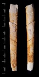 Baculites sp. juv.