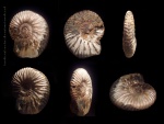 Deshayesites sp. Deshayesites sp.