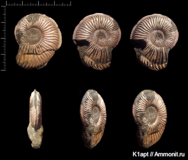 аммониты, юра, Бронницы, оксфорд, юрский период, Amoeboceras, верхний оксфорд, верхняя юра, Amoeboceras alternoides, Cardioceratidae, Ammonites, оксфордский ярус, Oxfordian, Upper Oxfordian, Jurassic, Upper Jurassic