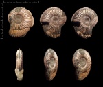 Amoeboceras alternoides Amoeboceras alternoides