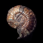 Макроконх Deshayesites sp. с устьем.