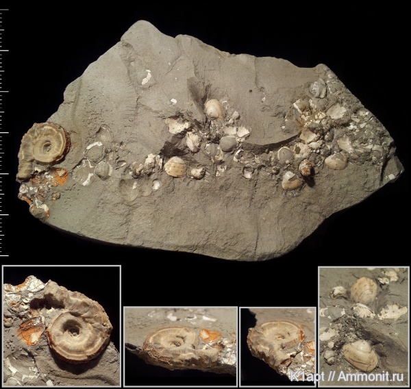 мел, серпулы, двустворки, кольчатые черви, Serpula, нижний мел, апт, Serpulidae, нижний апт, Praerotularia, Tectorotularia, Aptian, Cretaceous, Lower Cretaceous