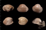 Protocardia (Cardium) cf. concinnum (Buch)