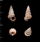 ?Gibboscala sp.