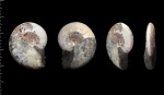 Aconeceras (Sinzovia) trautscholdi